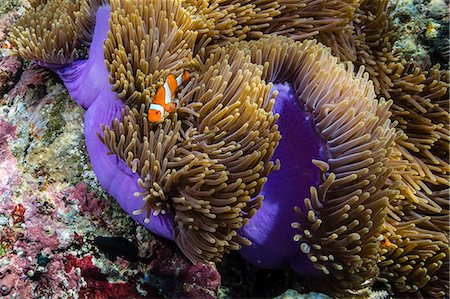 False clown anemonefish (Amphiprion ocellaris), Sebayur Island, Komodo Island National Park, Indonesia, Southeast Asia, Asia Foto de stock - Sin royalties Premium, Código: 6119-07943575