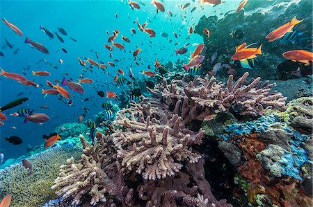 fish (marine life) - A profusion of coral and reef fish on Batu Bolong, Komodo Island National Park, Indonesia, Southeast Asia, Asia Stock Photo - Premium Royalty-Free, Code: 6119-07943580