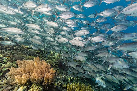 A school of bigeye trevally (Caranx sexfasciatus), Sebayur Island, Komodo Island National Park, Indonesia, Southeast Asia, Asia Stockbilder - Premium RF Lizenzfrei, Bildnummer: 6119-07943584