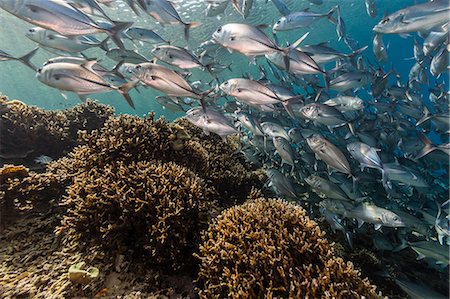 A school of bigeye trevally (Caranx sexfasciatus), Sebayur Island, Komodo Island National Park, Indonesia, Southeast Asia, Asia Foto de stock - Sin royalties Premium, Código: 6119-07943585