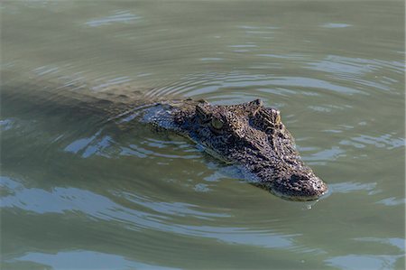 river eye - An adult wild saltwater crocodile (Crocodylus porosus) in the Hunter River in Mitchell River National Park, Kimberley, Western Australia, Australia, Pacific Fotografie stock - Premium Royalty-Free, Codice: 6119-07943647