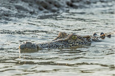 An adult wild saltwater crocodile (Crocodylus porosus) in the Hunter River in Mitchell River National Park, Kimberley, Western Australia, Australia, Pacific Photographie de stock - Premium Libres de Droits, Code: 6119-07943649