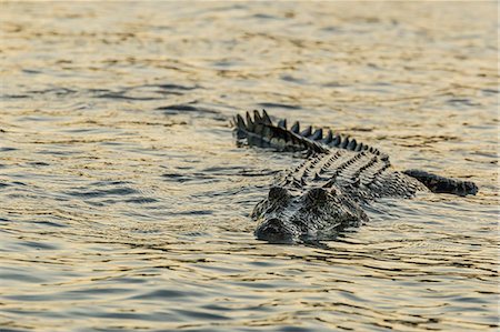 simsearch:6118-09112156,k - An adult wild saltwater crocodile (Crocodylus porosus) hunting on the banks of the Hunter River in Mitchell River National Park, Kimberley, Western Australia, Australia, Pacific Photographie de stock - Premium Libres de Droits, Code: 6119-07943650