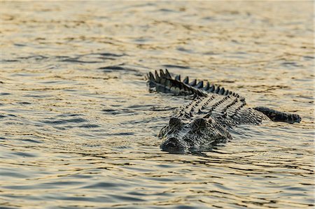 simsearch:700-00029397,k - An adult wild saltwater crocodile (Crocodylus porosus) hunting on the banks of the Hunter River in Mitchell River National Park, Kimberley, Western Australia, Australia, Pacific Foto de stock - Sin royalties Premium, Código: 6119-07943650