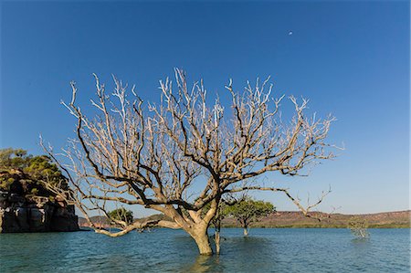 Extreme high tide covers trees in the Hunter River, Kimberley, Western Australia, Australia, Pacific Stock Photo - Premium Royalty-Free, Code: 6119-07943659