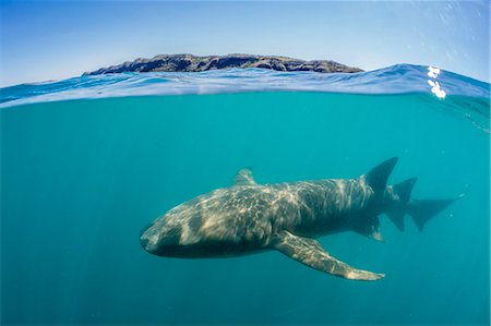 Above and below look at a tawny nurse shark (Nebrius ferrugineus) swimming in Talbot Bay, Kimberley, Western Australia, Australia, Pacific Foto de stock - Sin royalties Premium, Código: 6119-07943663