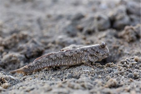 An adult mudskipper, subfamily Oxudercinae, on the mud flats of Vansittart Bay, Kimberley, Western Australia, Australia, Pacific Photographie de stock - Premium Libres de Droits, Code: 6119-07943667