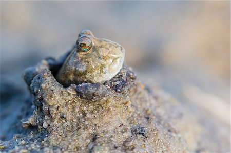 fang - An adult mudskipper, subfamily Oxudercinae, in mud burrow on the mud flats of Vansittart Bay, Kimberley, Western Australia, Australia, Pacific Foto de stock - Sin royalties Premium, Código: 6119-07943665