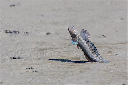 simsearch:6119-07943674,k - An adult male mudskipper, subfamily Oxudercinae, displaying to other males on the Hunter River, Kimberley, Western Australia, Australia, Pacific Stock Photo - Premium Royalty-Free, Code: 6119-07943668