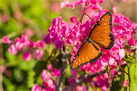 Queen butterfly (Danaus gilippus) on queen's wreath (Antigonon leptopus), Himalaya Beach, Sonora, Mexico, North America Photographie de stock - Premium Libres de Droits, Code: 6119-07943686