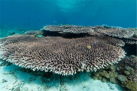 reef fish - Underwater reef system on pink sand beach, Komodo National Park, Komodo Island, Indonesia, Southeast Asia, Asia Foto de stock - Sin royalties Premium, Código: 6119-07943694