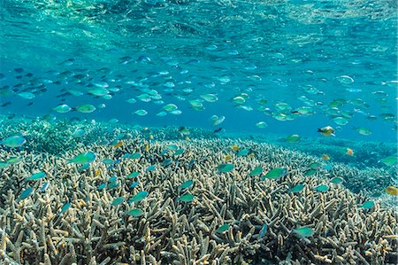 reef fish - Hard and soft corals and reef fish underwater on Sebayur Island, Komodo Island National Park, Indonesia, Southeast Asia, Asia Foto de stock - Sin royalties Premium, Código: 6119-07943606