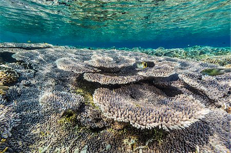 Hard and soft corals and reef fish underwater on Sebayur Island, Komodo Island National Park, Indonesia, Southeast Asia, Asia Photographie de stock - Premium Libres de Droits, Code: 6119-07943610