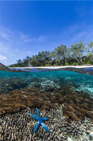 starfish - Above and below view of coral reef and sandy beach on Jaco Island, Timor Sea, East Timor, Southeast Asia, Asia Foto de stock - Sin royalties Premium, Código: 6119-07943616