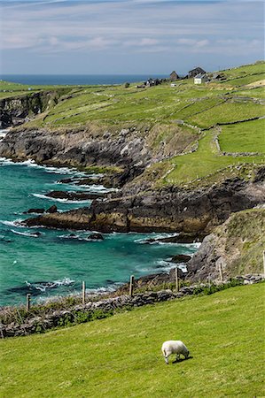 fértil - Sheep fences and rock walls along the Dingle Peninsula, County Kerry, Munster, Republic of Ireland, Europe Foto de stock - Sin royalties Premium, Código: 6119-07943637