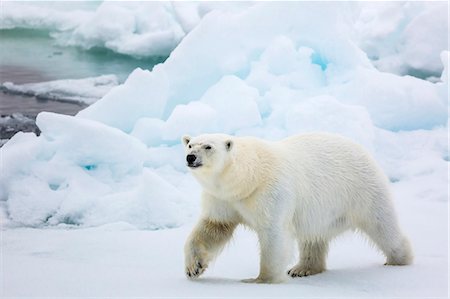 Adult polar bear (Ursus maritimus) on first year sea ice in Olga Strait, near Edgeoya, Svalbard, Arctic, Norway, Scandinavia, Europe Stock Photo - Premium Royalty-Free, Code: 6119-07943741