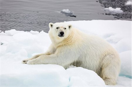 Adult polar bear (Ursus maritimus) on first year sea ice in Olga Strait, near Edgeoya, Svalbard, Arctic, Norway, Scandinavia, Europe Stock Photo - Premium Royalty-Free, Code: 6119-07943742
