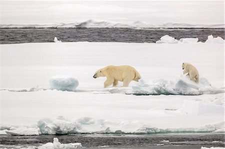 polar bear - Mother and calf polar bear (Ursus maritimus) on first year sea ice in Olga Strait, near Edgeoya, Svalbard, Arctic, Norway, Scandinavia, Europe Stock Photo - Premium Royalty-Free, Code: 6119-07943746