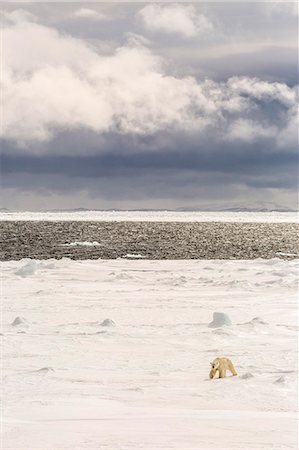 simsearch:6119-09252655,k - Adult polar bear (Ursus maritimus) on first year sea ice near Cape Fanshawe, Spitsbergen, Svalbard, Arctic, Norway, Scandinavia, Europe Foto de stock - Sin royalties Premium, Código: 6119-07943749
