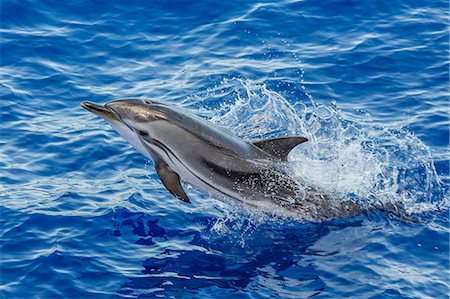 Adult striped dolphin (Stenella coeruleoalba) leaping near La Gomera, Canary Islands, Spain, Atlantic, Europe Photographie de stock - Premium Libres de Droits, Code: 6119-07943761