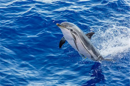 surfacing - Adult striped dolphin (Stenella coeruleoalba) leaping near La Gomera, Canary Islands, Spain, Atlantic, Europe Stock Photo - Premium Royalty-Free, Code: 6119-07943764