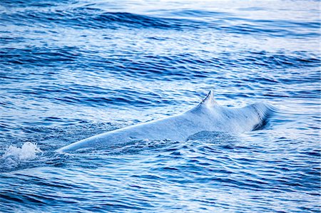 simsearch:6119-07943764,k - A single adult blue whale (Balaenoptera musculus) surfacing in deep water off Funchal, Madeira, Portugal, Atlantic, Europe Fotografie stock - Premium Royalty-Free, Codice: 6119-07943770