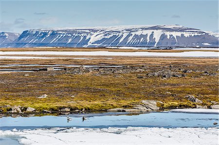 faire la cour - Courting pair of long-tailed ducks (Clangula hyemalis), Bellsund, Spitsbergen, Svalbard, Arctic, Norway, Scandinavia, Europe Photographie de stock - Premium Libres de Droits, Code: 6119-07943708