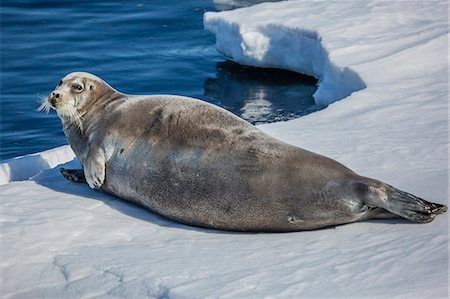 simsearch:6119-07451278,k - Adult bearded seal (Erignathus barbatus) hauled out on ice in Storfjorden, Svalbard, Arctic, Norway, Scandinavia, Europe Foto de stock - Sin royalties Premium, Código: 6119-07943709