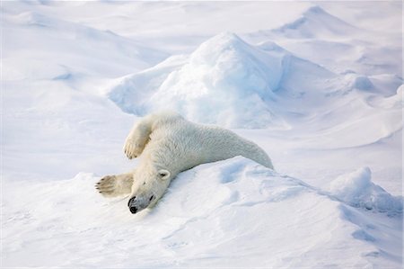 Adult polar bear (Ursus maritimus) stretching on first year sea ice in Olga Strait, near Edgeoya, Svalbard, Arctic, Norway, Scandinavia, Europe Foto de stock - Sin royalties Premium, Código: 6119-07943729