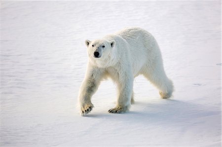 Adult polar bear (Ursus maritimus) on first year sea ice in Olga Strait, near Edgeoya, Svalbard, Arctic, Norway, Scandinavia, Europe Stock Photo - Premium Royalty-Free, Code: 6119-07943730