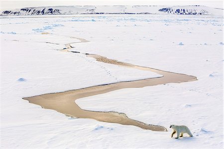 polar bear - Adult polar bear (Ursus maritimus) on first year sea ice in Olga Strait, near Edgeoya, Svalbard, Arctic, Norway, Scandinavia, Europe Stock Photo - Premium Royalty-Free, Code: 6119-07943731