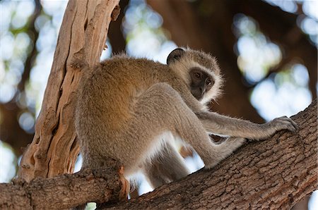 simsearch:6119-09156515,k - Vervet monkey (Cercopithecus aethiops), Chobe National Park, Botswana, Africa Photographie de stock - Premium Libres de Droits, Code: 6119-07943874