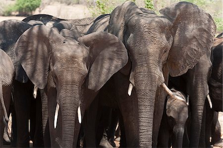 African elephants (Loxodonta africana), Chobe National Park, Botswana, Africa Stock Photo - Premium Royalty-Free, Code: 6119-07943875