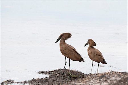 Hamerkop (Scapus umbretta), Khwai Concession Area, Okavango Delta, Botswana, Africa Stock Photo - Premium Royalty-Free, Code: 6119-07943876