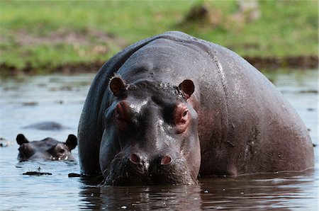 simsearch:6119-07943881,k - Hippopotamus (Hippopotamus amphibius), Khwai Concession Area, Okavango Delta, Botswana, Africa Foto de stock - Sin royalties Premium, Código: 6119-07943879