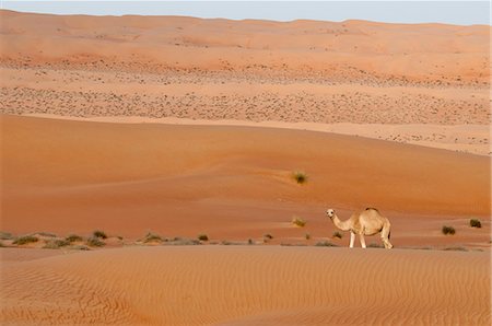 desert - Camel, Wahiba Sands desert, Oman, Middle East Stock Photo - Premium Royalty-Free, Code: 6119-07943887