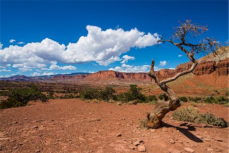 décadence - Dead tree in the Capitol Reef National Park, Utah, United States of America, North America Photographie de stock - Premium Libres de Droits, Code: 6119-07943976
