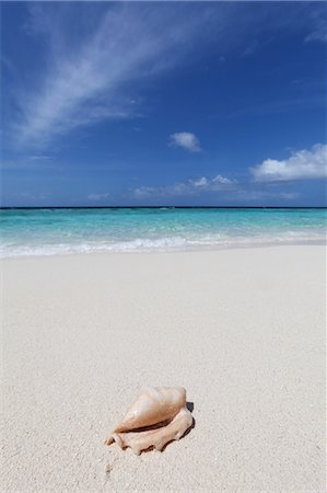 paradise beach - A shell washed up on a deserted beach on an island in the Maldives, Indian Ocean, Asia Foto de stock - Sin royalties Premium, Código: 6119-07943900