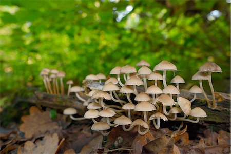 Angels' bonnets mushrooms (Mycena arcangeliana) growing from a rotting log in deciduous woodland, Gloucestershire, England, United Kingdom, Europe Stock Photo - Premium Royalty-Free, Code: 6119-07944097