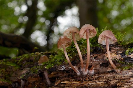 Bonnet mushrooms (Mycena sp.) growing from a rotting treestump in deciduous woodland, Gloucestershire, England, United Kingdom, Europe Photographie de stock - Premium Libres de Droits, Code: 6119-07944098