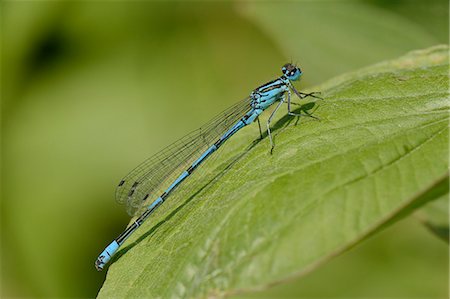 damselfly - Male azure damselfly (Coenagrion puella) resting on a leaf, Wiltshire, England, United Kingdom, Europe Stock Photo - Premium Royalty-Free, Code: 6119-07944100