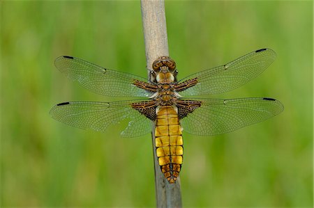 dragon fly - Female broad bodied chaser dragonfly (Libellula depressa) with one damaged wing resting on a reed stem, Wiltshire, England, United Kingdom, Europe Stock Photo - Premium Royalty-Free, Code: 6119-07944101