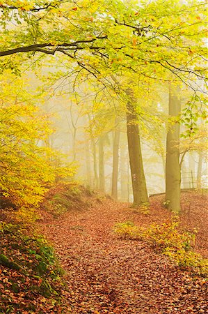 Autumn forest around Karlovy Vary, Czech Republic, Europe Foto de stock - Royalty Free Premium, Número: 6119-07968948