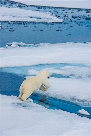 polar bear jumping - Polar bear (Ursus maritimus) on a ice floe in the Arctic shelf, Svalbard, Arctic Photographie de stock - Premium Libres de Droits, Code: 6119-07968973