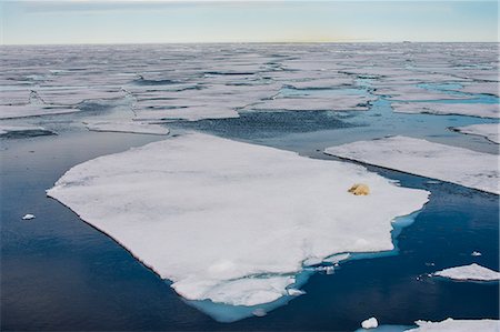 Polar bear (Ursus maritimus) on a ice floe in the Arctic shelf, Svalbard, Arctic Foto de stock - Sin royalties Premium, Código: 6119-07968972