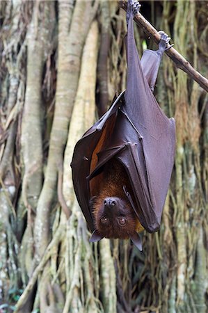 simsearch:6119-08061946,k - Large flying fox (Pteropus vampyrus) hanging in a tree, Bali, Indonesia, Southeast Asia, Asia Stock Photo - Premium Royalty-Free, Code: 6119-08061947
