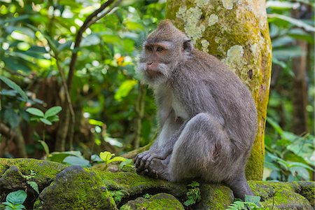 Long-tailed macaque (crab-eating macaque) (Macaca fascicularis), Sacred Monkey Forest, Ubud, Bali, Indonesia, Southeast Asia, Asia Foto de stock - Royalty Free Premium, Número: 6119-08061946