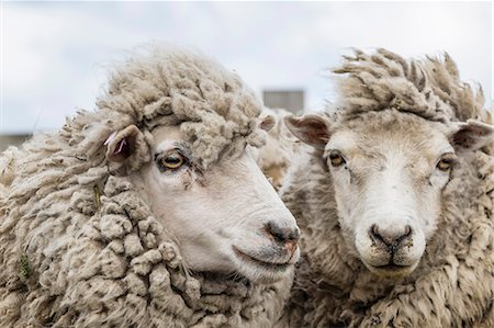 Sheep waiting to be shorn at Long Island sheep Farms, outside Stanley, Falkland Islands, South America Fotografie stock - Premium Royalty-Free, Codice: 6119-08061935