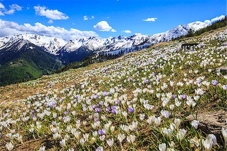 Crocus blooming on the pastures surrounding Cima Rosetta in the Orobie Alps, Lombardy, Italy, Europe Photographie de stock - Premium Libres de Droits, Code: 6119-08062098