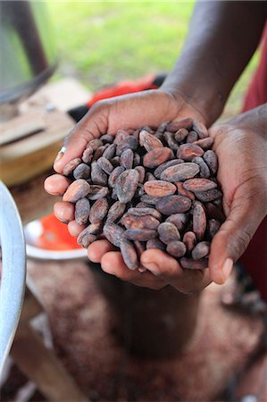 Cacao (cocoa) beans freshly harvested and ready for making into chocolate, Belize, Central America Photographie de stock - Premium Libres de Droits, Code: 6119-08062037